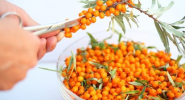 Jednoduchý recept na výrobu rakytníkové marmelády na zimu